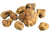 little White truffles fresh, tondellos tuber magnatum pico per gram