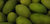 L'Oulibo Oliven grün Picholine im Eimer 1,2KG